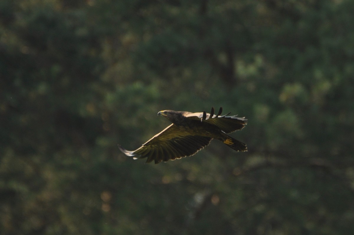 Lesser Spotted Eagle - ML646958687