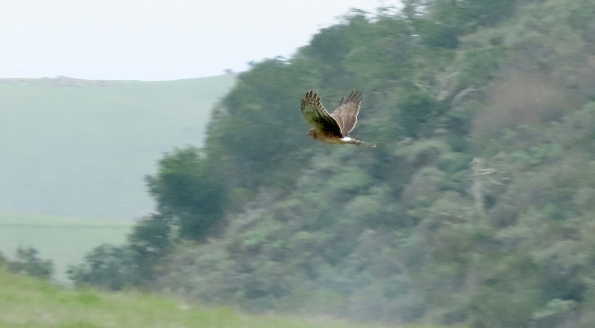זרון אמריקני - ML646958688