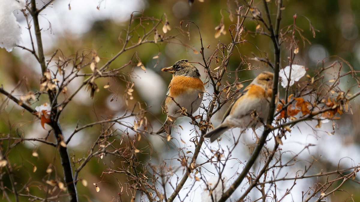 Brambling - ML646958689