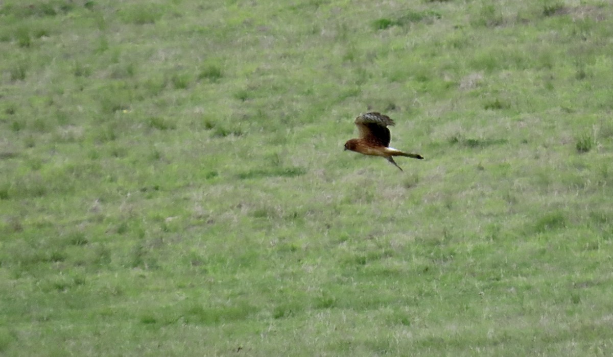 זרון אמריקני - ML646958690