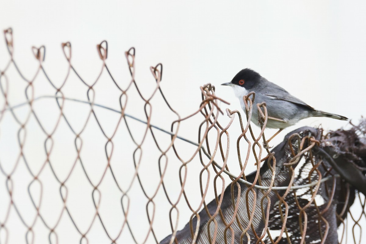 Sardinian Warbler - ML646958691