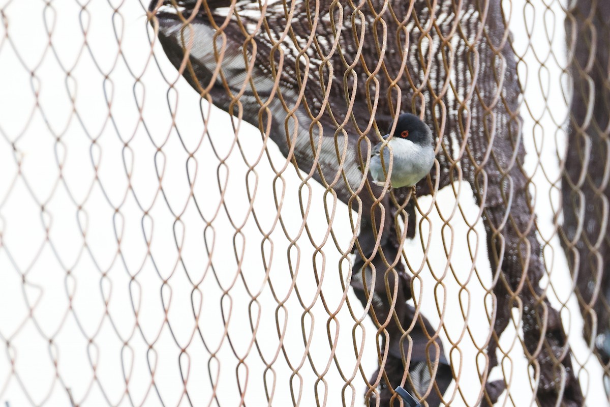 Sardinian Warbler - ML646958692