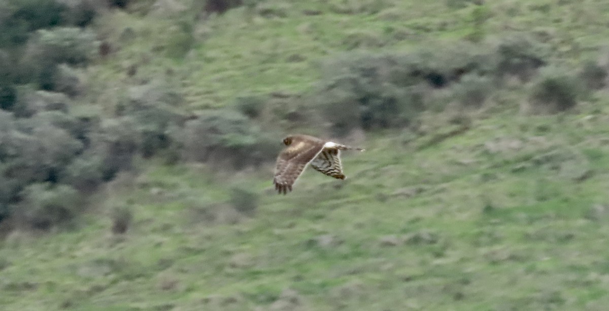 זרון אמריקני - ML646958693