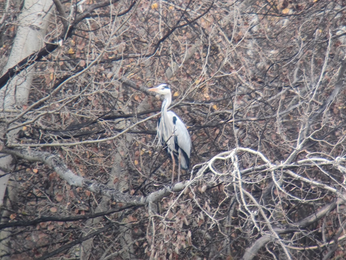 Airone cenerino - ML646958694