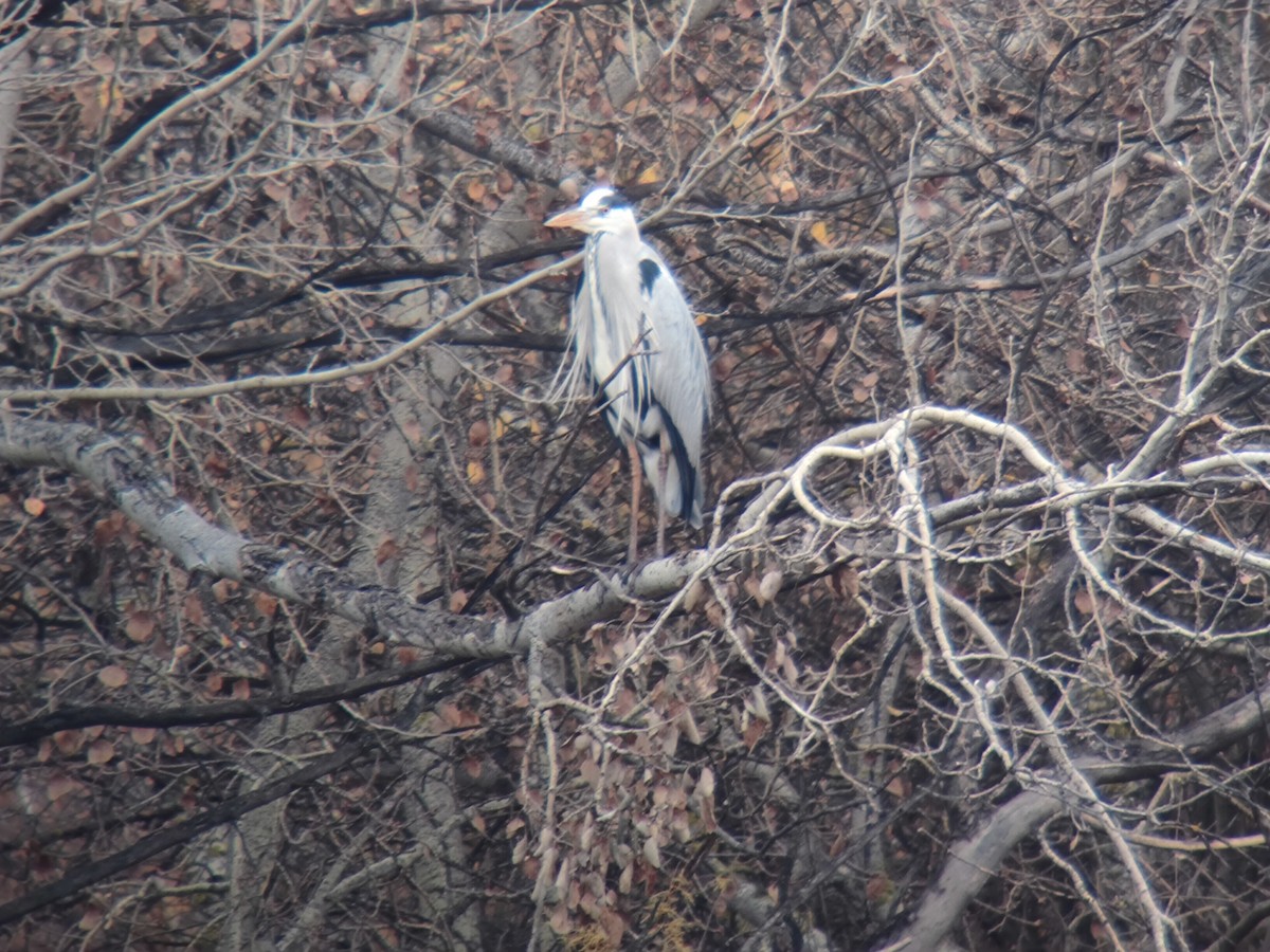 Airone cenerino - ML646958695