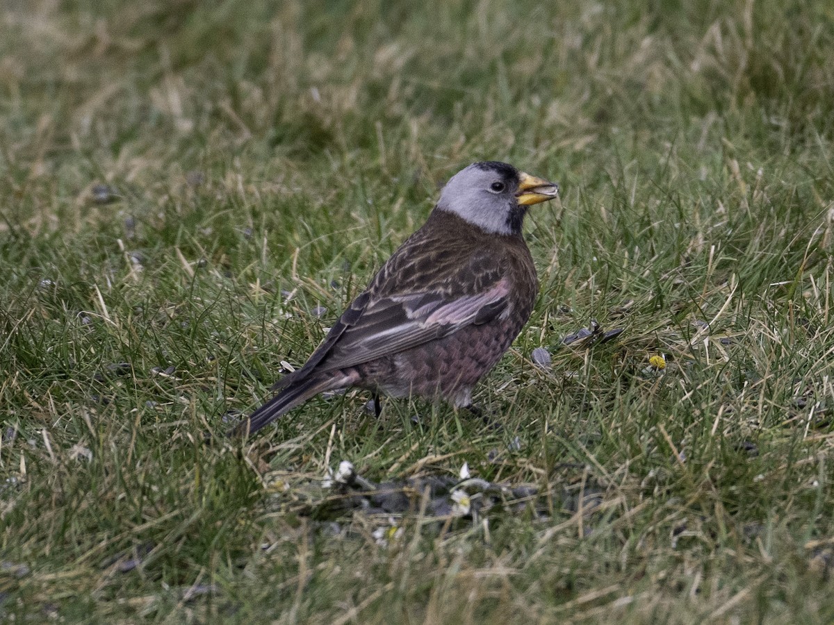 Gray-crowned Rosy-Finch - ML646958696