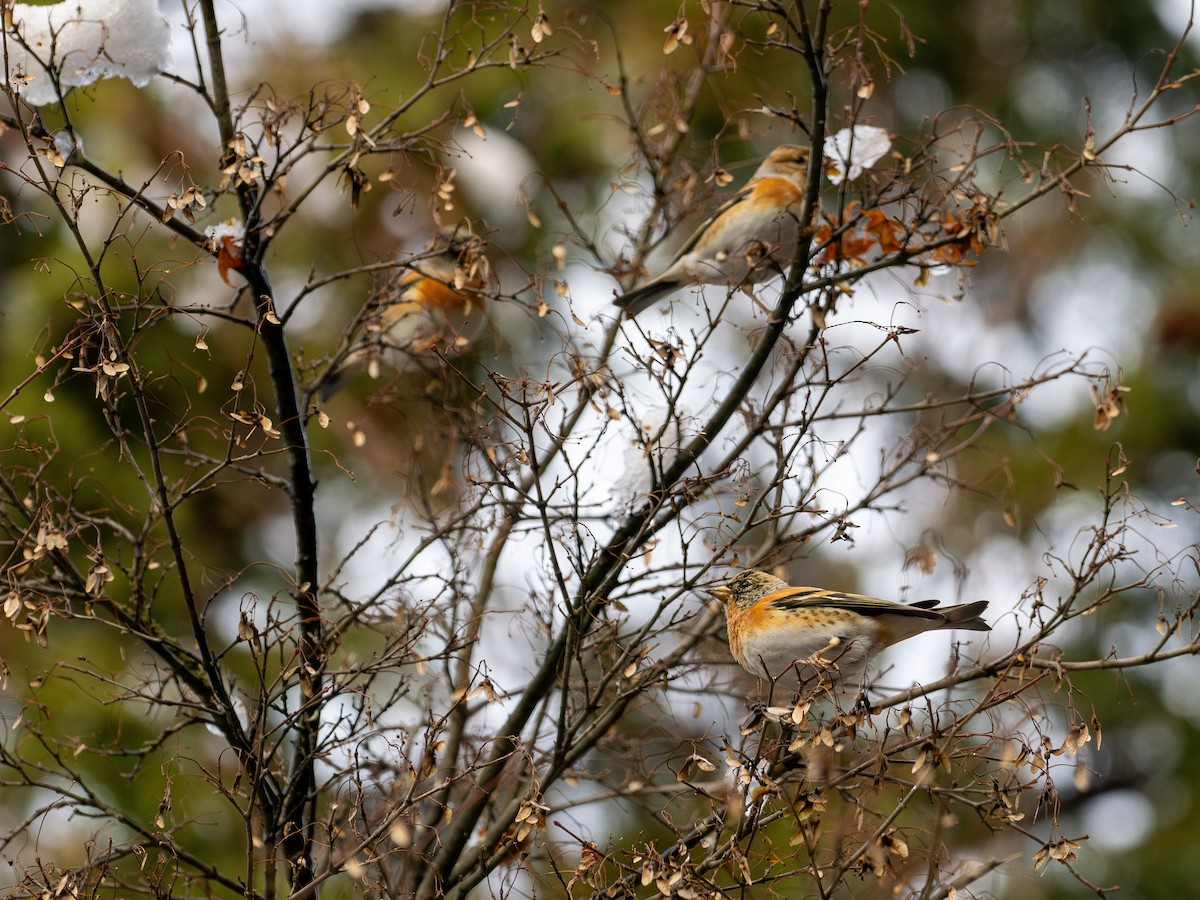 Brambling - ML646958697