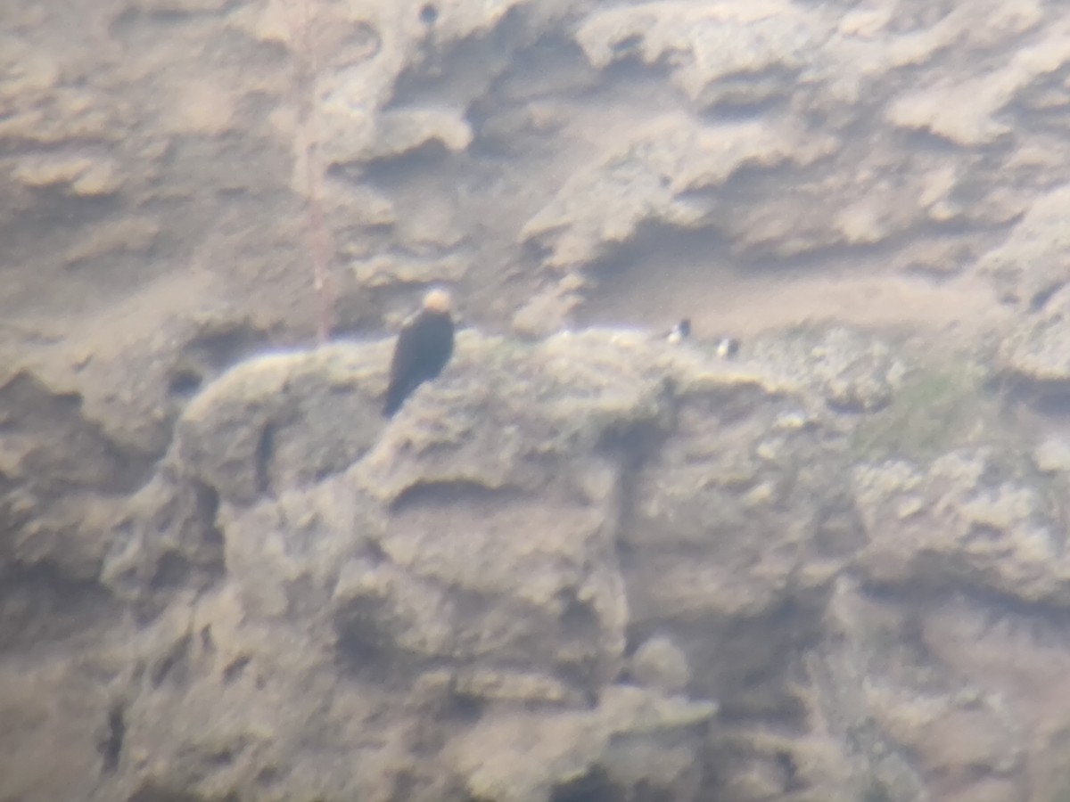 Spanish Eagle - ML646958702