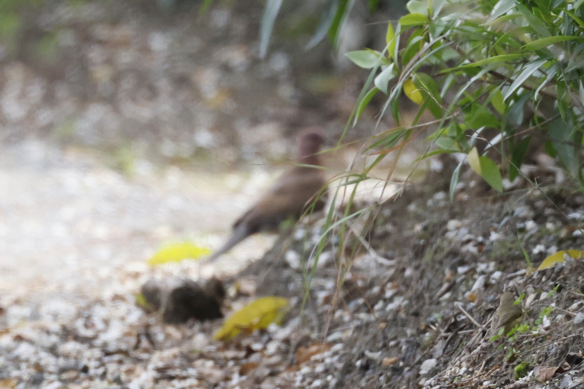 צוצלת - ML646958704