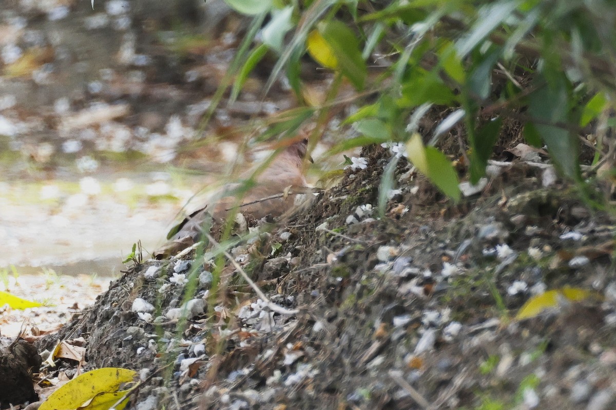 צוצלת - ML646958705