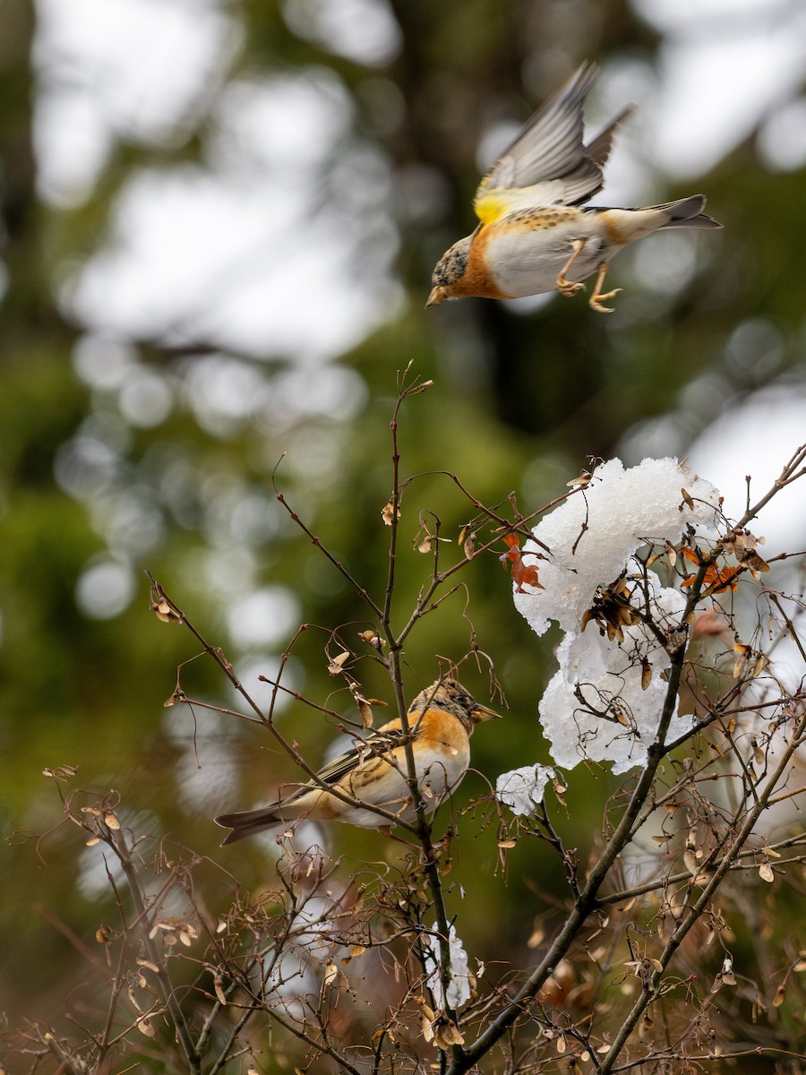 Brambling - ML646958706