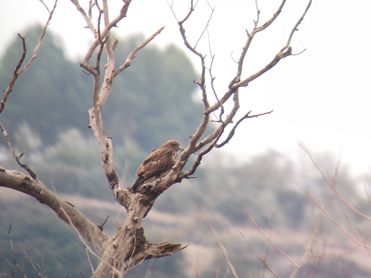 Common Buzzard - ML646958709