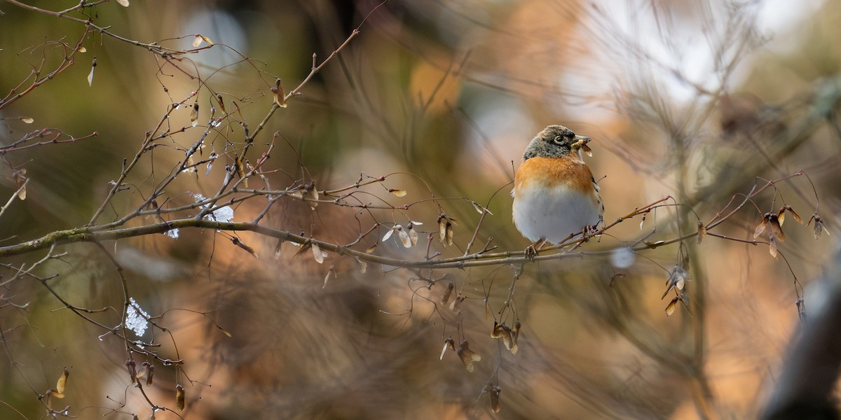 Brambling - ML646958715