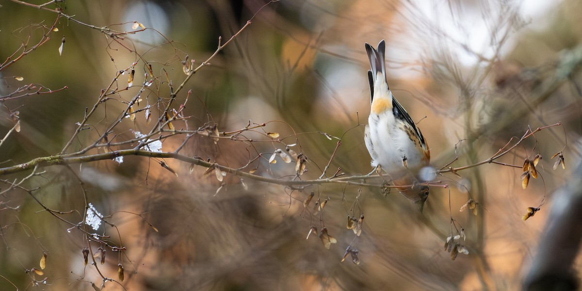 Brambling - ML646958716