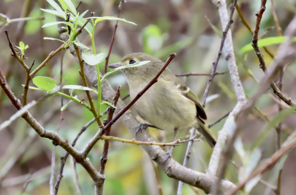 Короткоклювый виреон - ML646958726