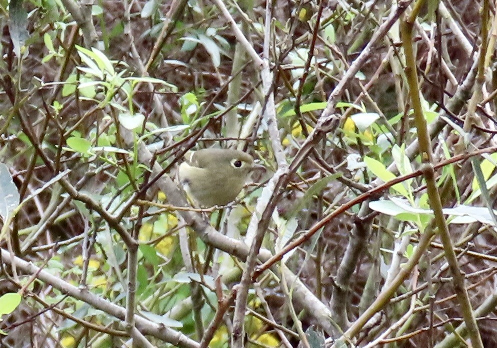 Короткоклювый виреон - ML646958727