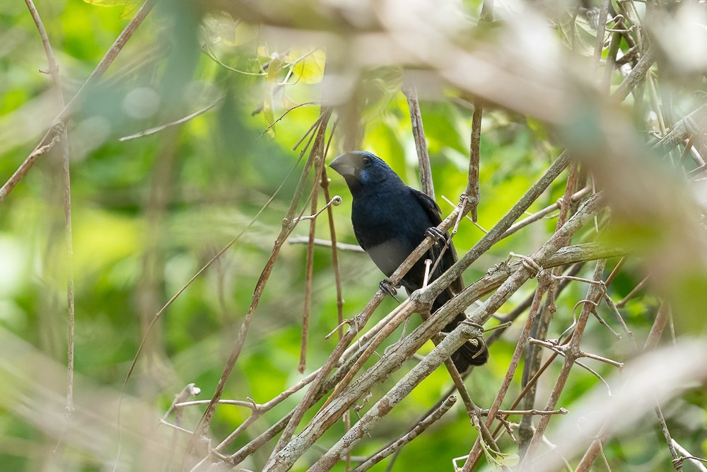 Ultramarine Grosbeak - ML646958732