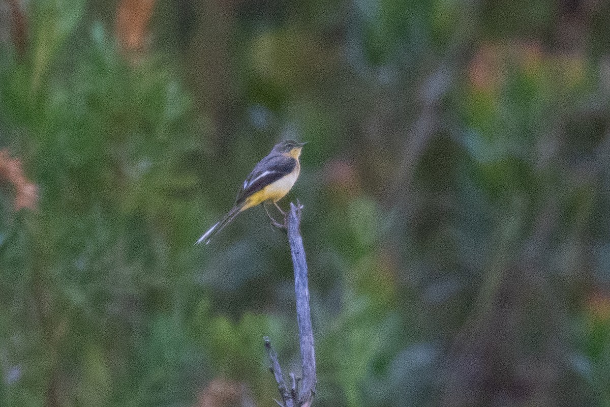 Gray Wagtail - ML646958737