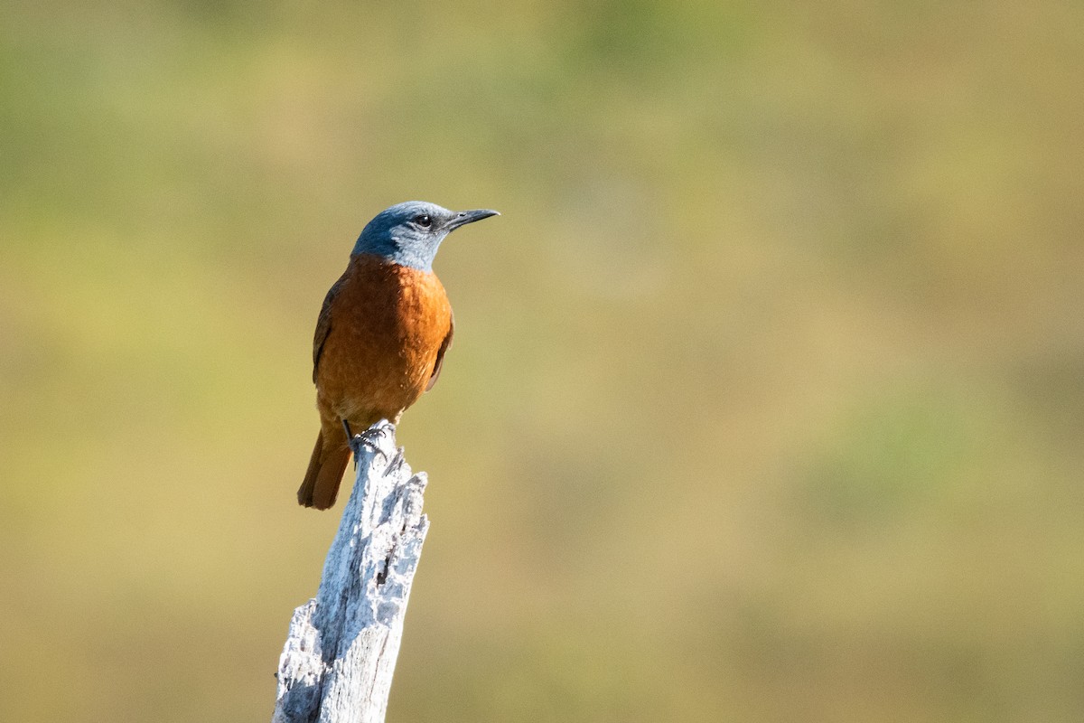 Cape Rock-Thrush - ML646958742