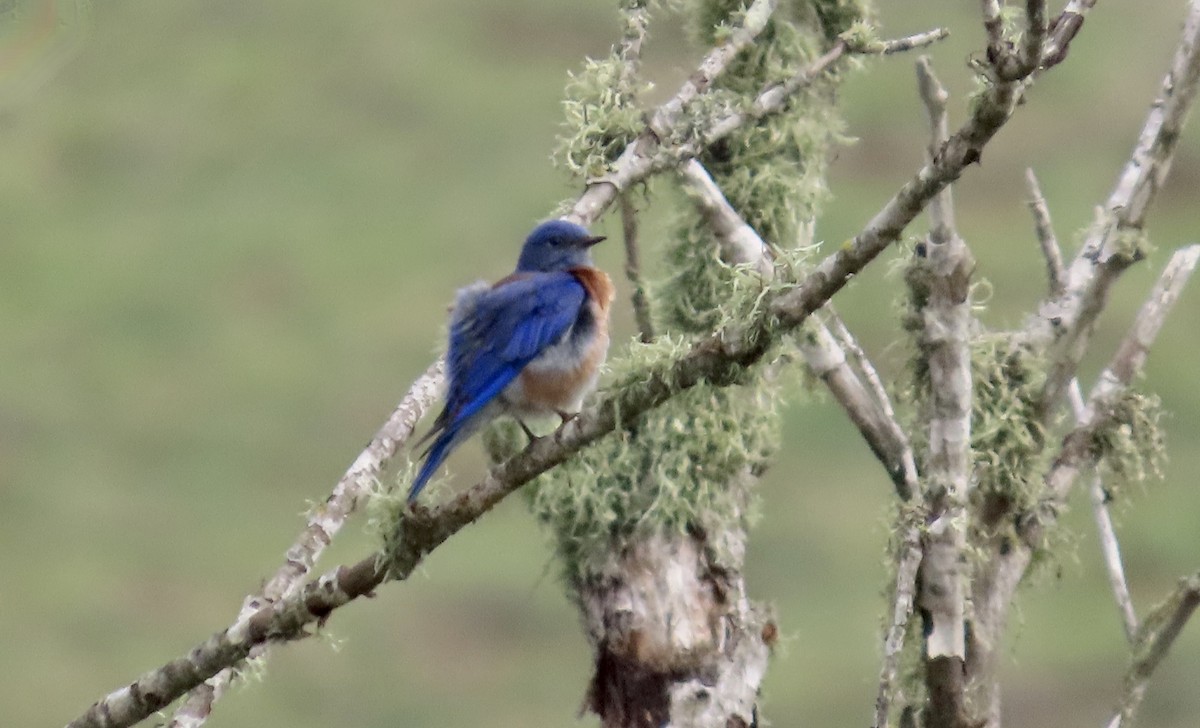 Western Bluebird - ML646958747