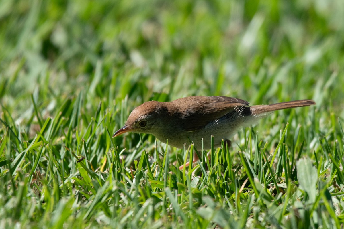 Piping Cisticola - ML646958749