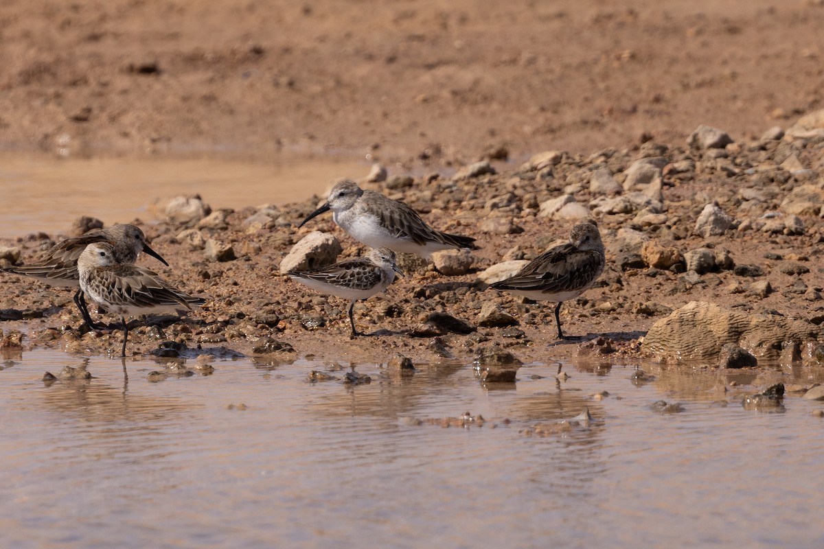 Little Stint - ML646958765