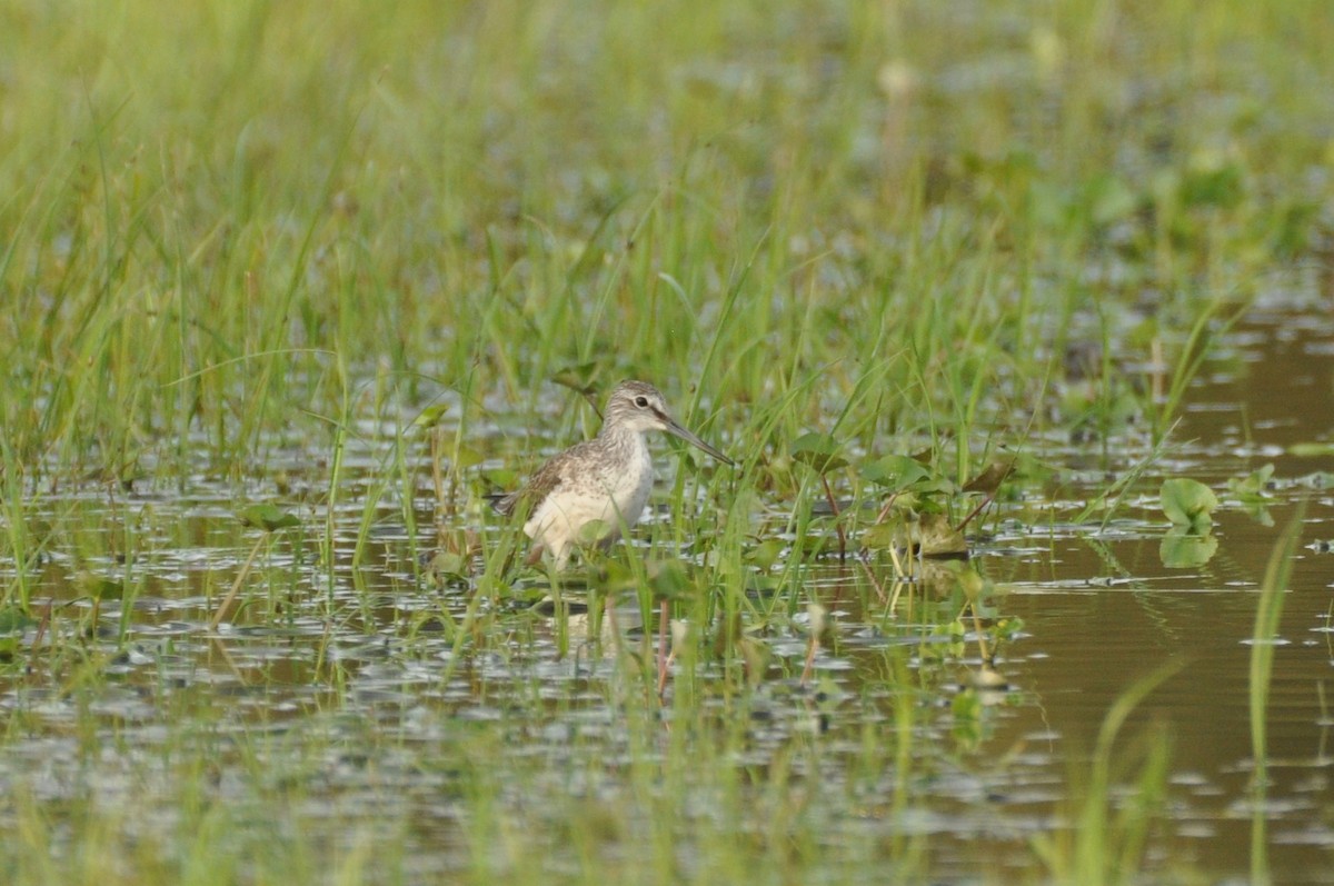 Common Greenshank - ML646958766