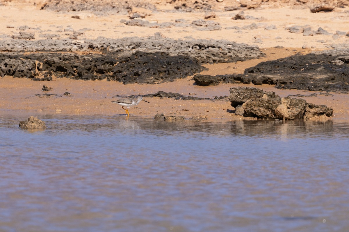 Terek Sandpiper - ML646958776