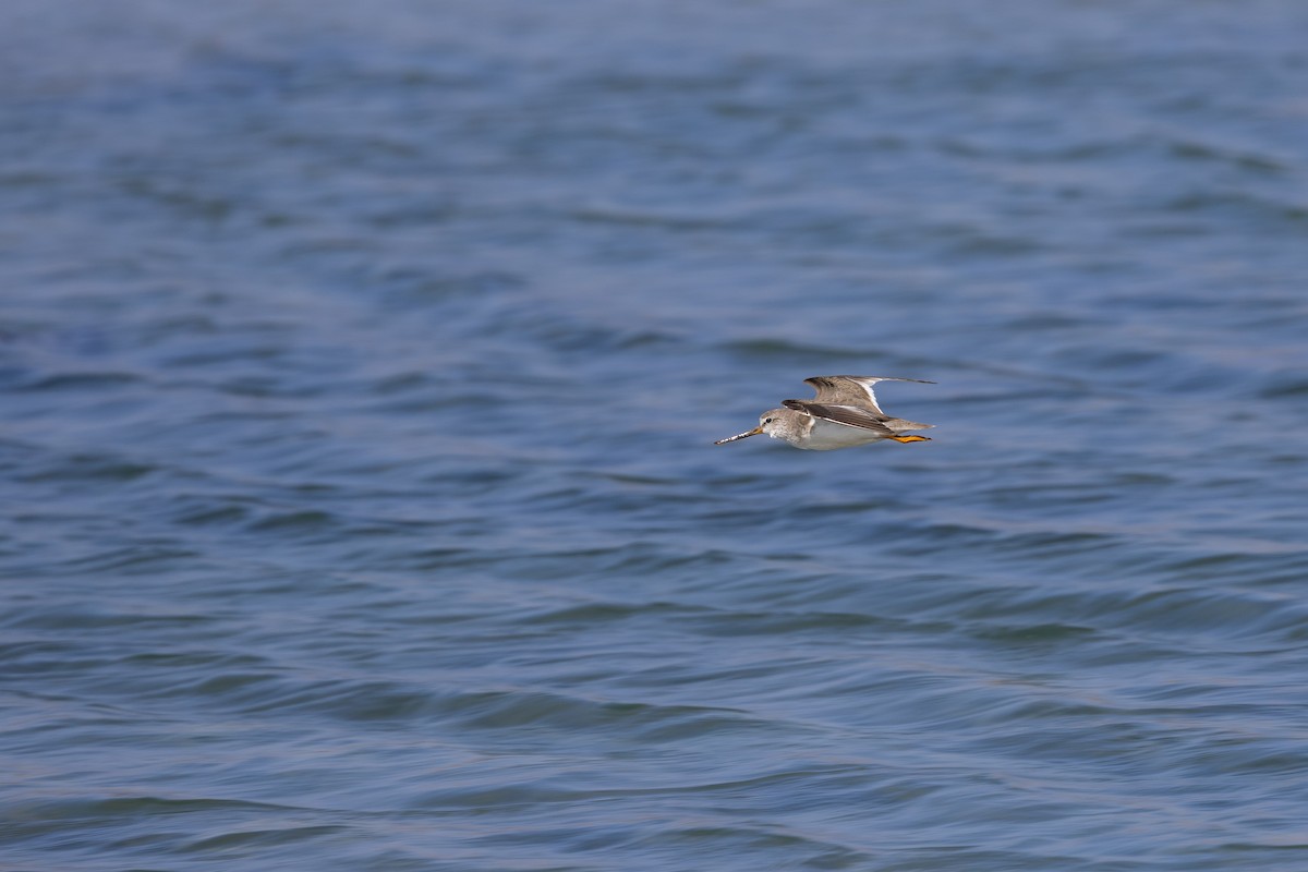 Terek Sandpiper - ML646958777