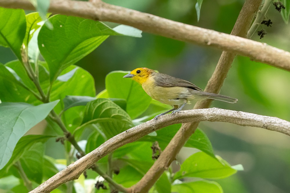 Orange-headed Tanager - ML646958778