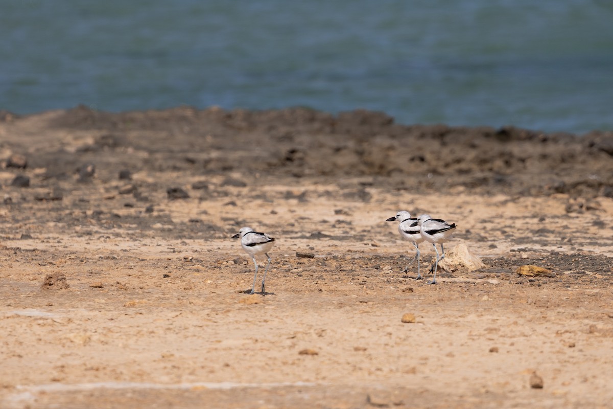Crab-Plover - ML646958788