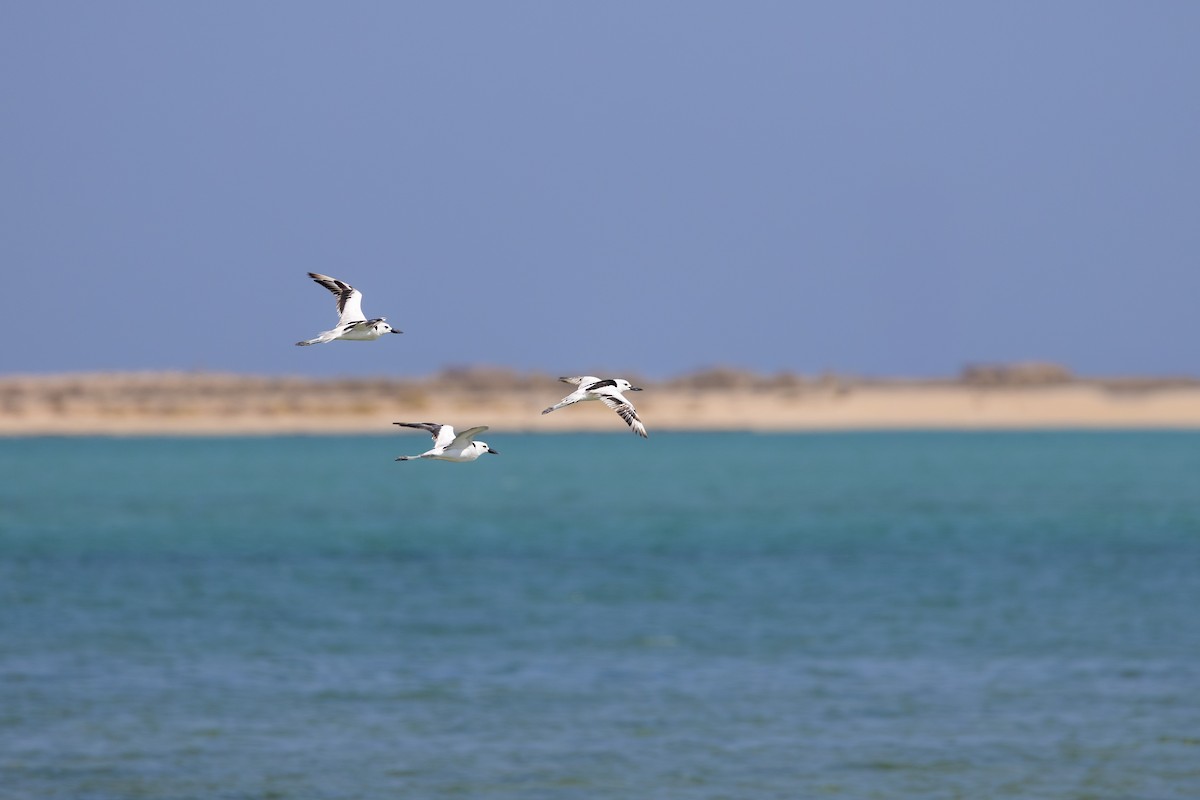 Crab-Plover - ML646958789