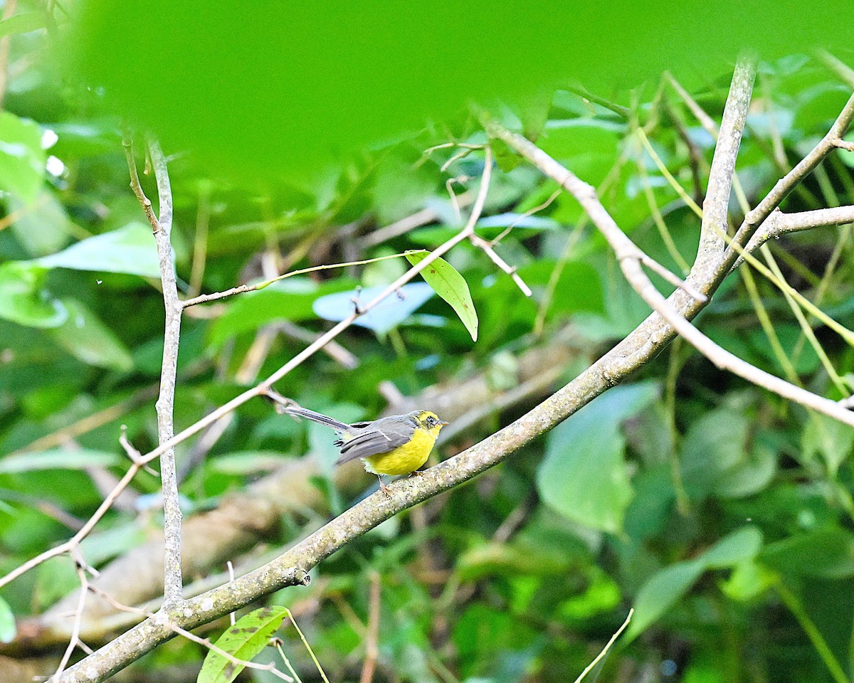 Yellow-bellied Fairy-Fantail - ML646958790