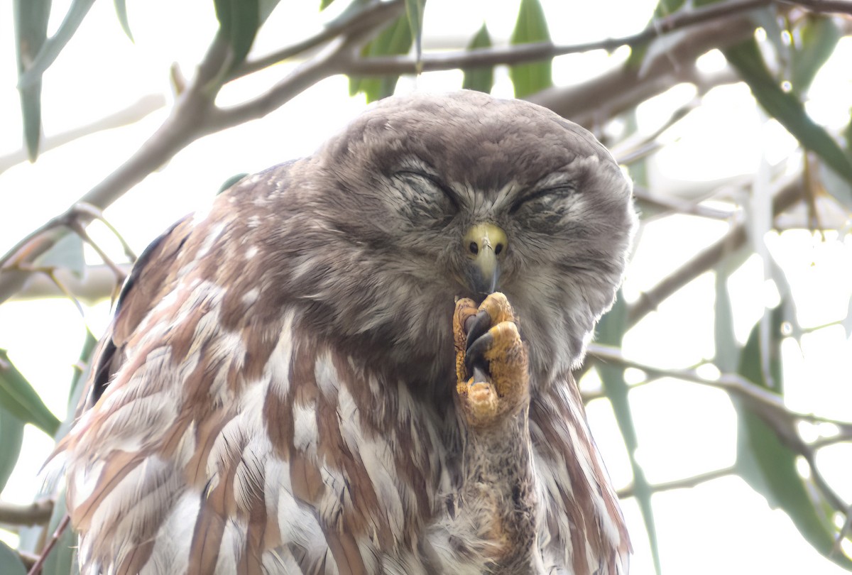 Сова-голконіг плямиста - ML646958792