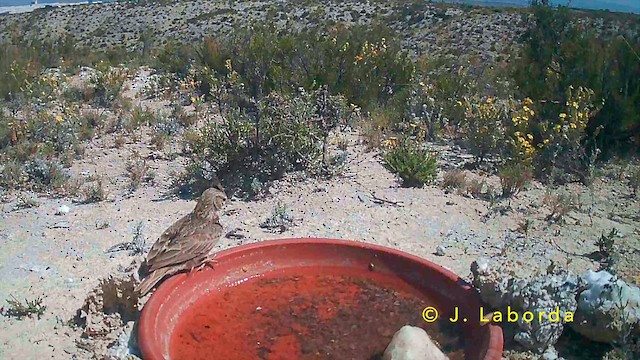 Thekla's Lark - ML646958793