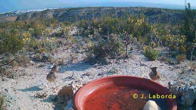 Thekla's Lark - ML646958797