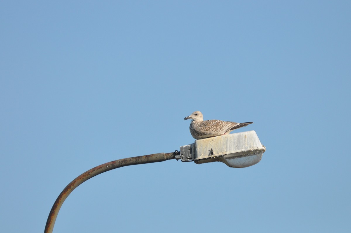 European Herring Gull - ML646958799