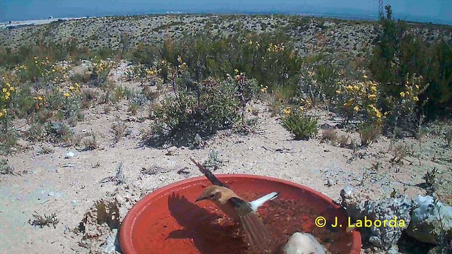 Western Black-eared Wheatear - ML646958801