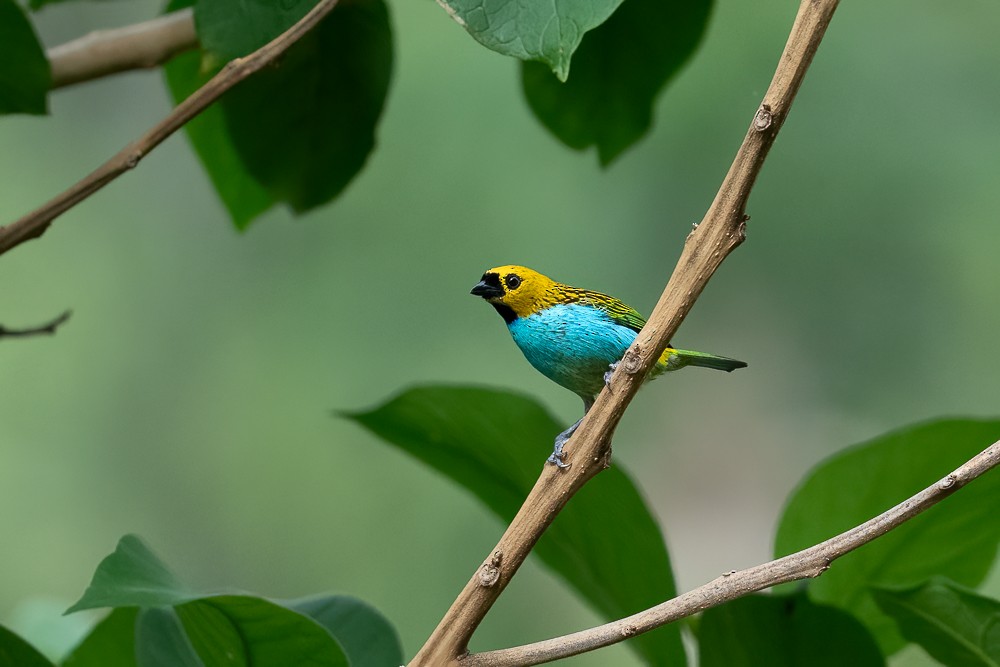 Gilt-edged Tanager - ML646958802