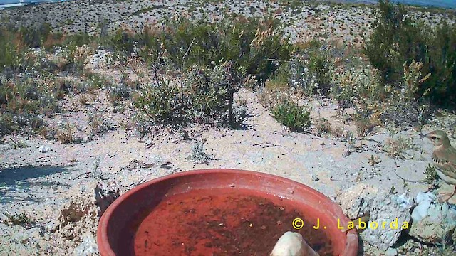 Tawny Pipit - ML646958808