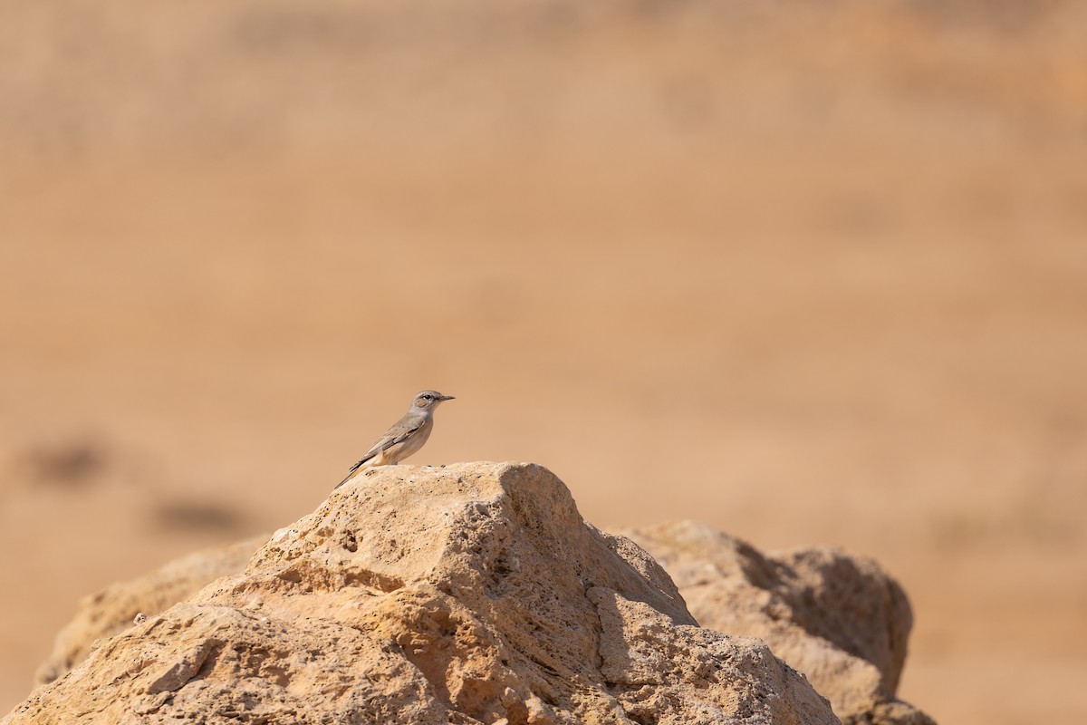 ruststjertsteinskvett - ML646958812