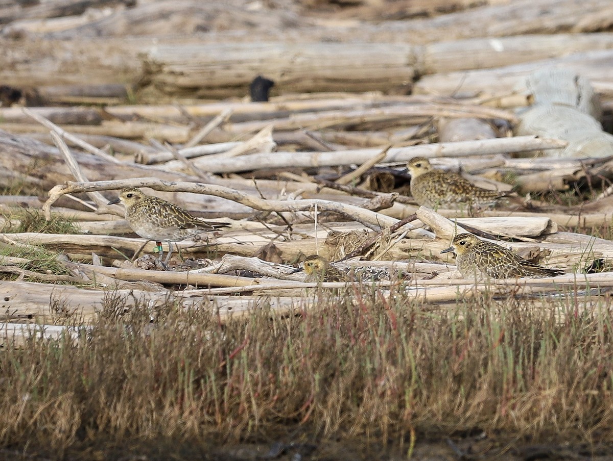 Pacific Golden-Plover - ML646958813
