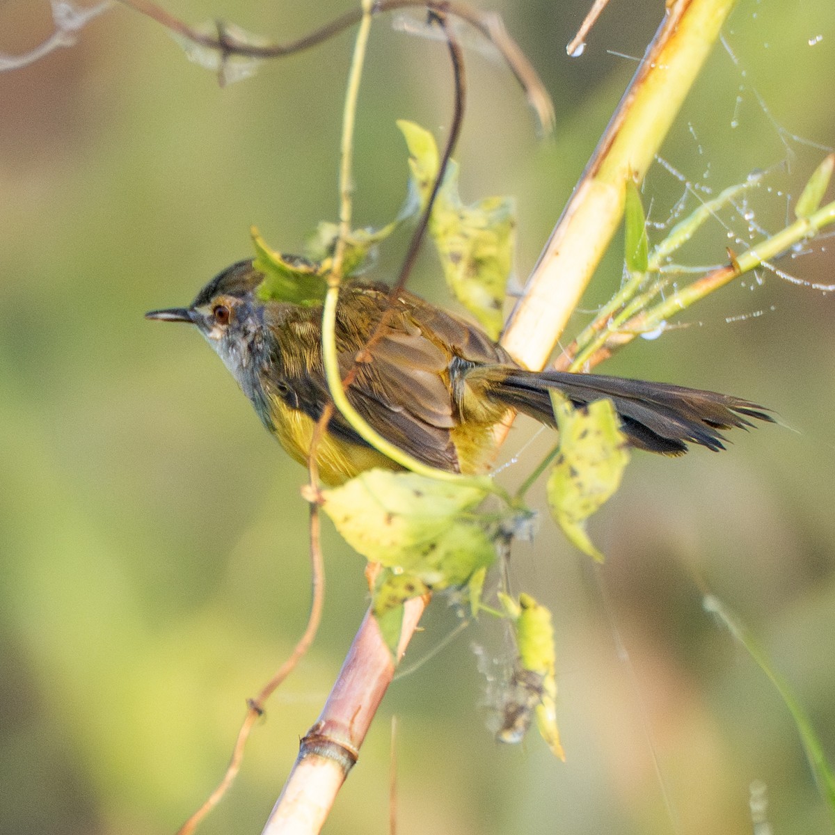 Yellow-bellied Prinia - ML646958814