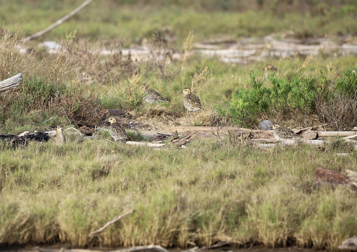 Pacific Golden-Plover - ML646958815