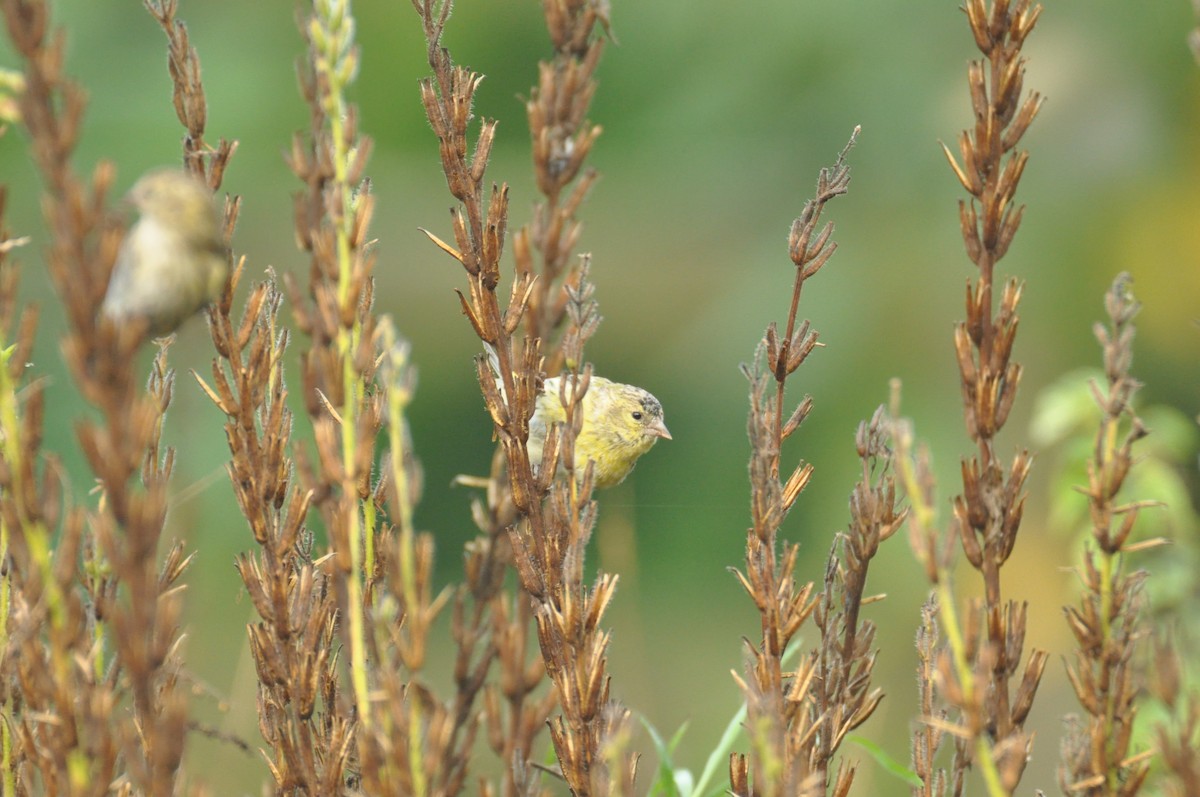Eurasian Siskin - ML646958817