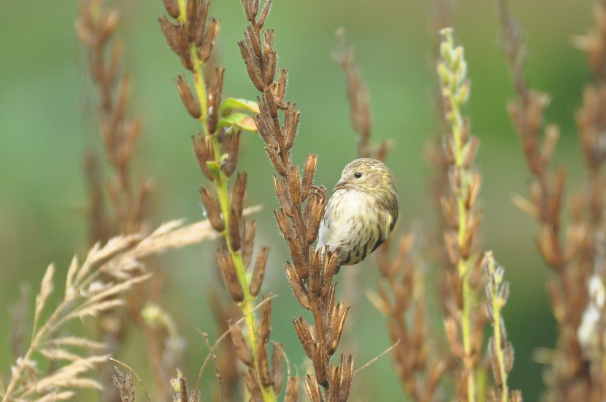 Eurasian Siskin - ML646958820