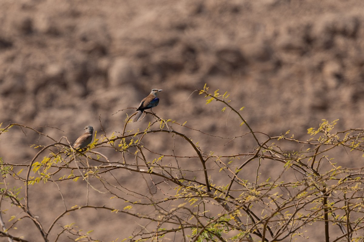 blåråke - ML646958821