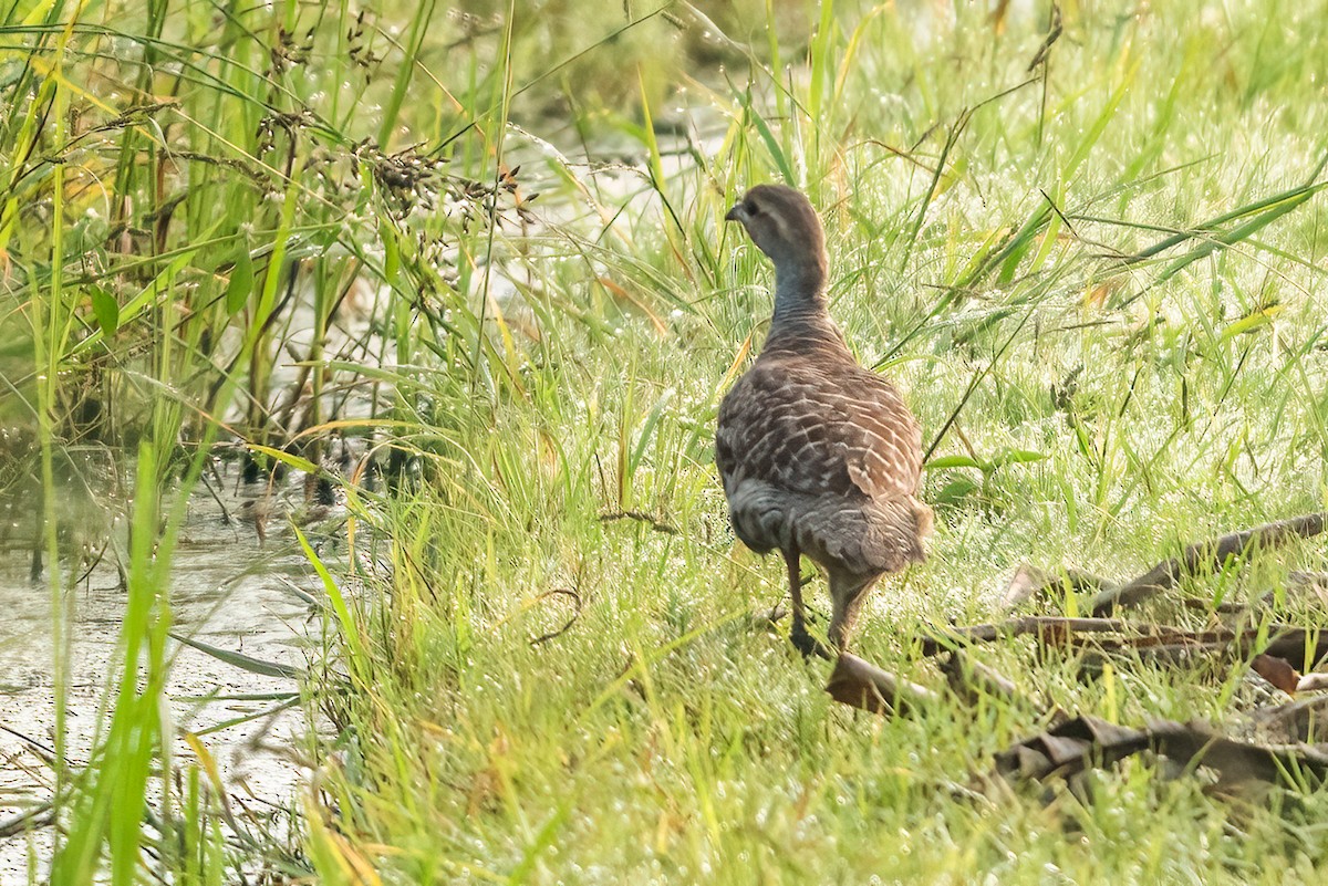 Gray Francolin - ML646958822