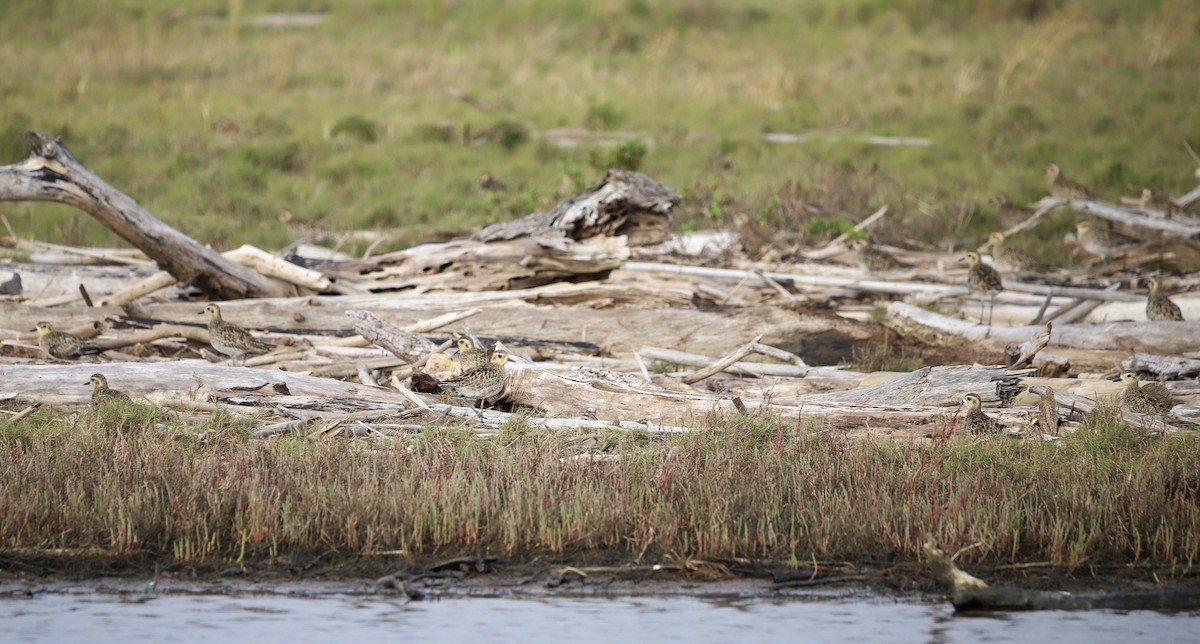 Pacific Golden-Plover - ML646958823