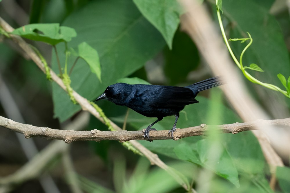 Ruby-crowned Tanager - ML646958825